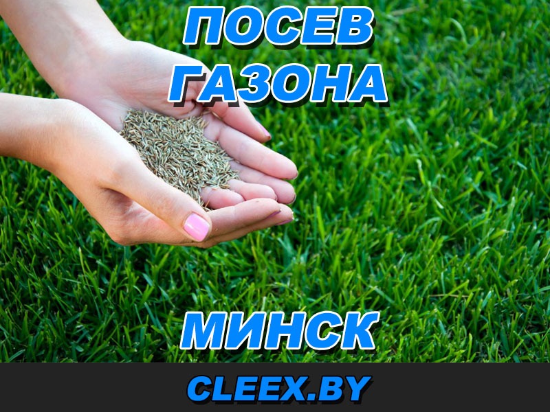 Посев газона в Минске. Посадка травы. Именно он выполняет роль фона для восприятия «ландшафтных картин». Качественно исполним озеленение участка в Минске.
