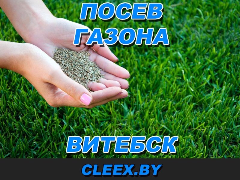 Посев газона в Витебске. Рулонный газон Витебск и Витебская область.